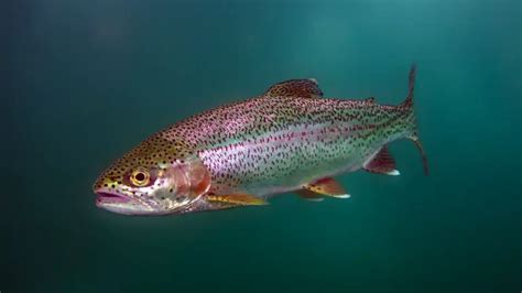 rainbow trout fish|Rainbow Trout: Vibrant Colors & Key Habitats Explored.